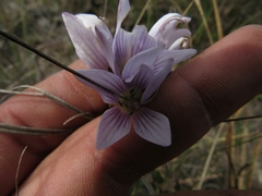 Gentianella corymbosa