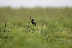 Euplectes capensis approximans