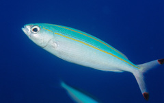 Pterocaesio digramma