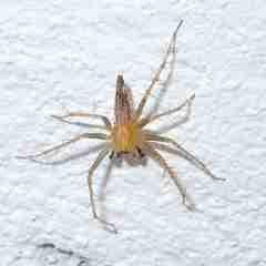 Oxyopes javanus