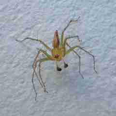Oxyopes javanus