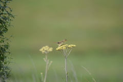 Cisticola lais