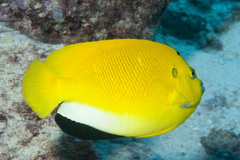 Apolemichthys trimaculatus