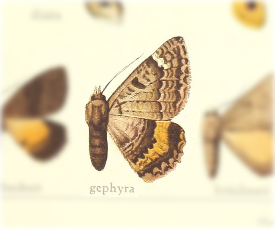 Anurapteryx gephyra