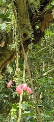 Trailing Kalanchoe (Kalanchoe uniflora)