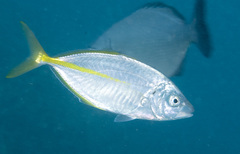 Pseudocaranx dentex