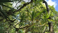 Dracaena xiphophylla