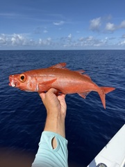 Atlantic Rubyfish photo 1