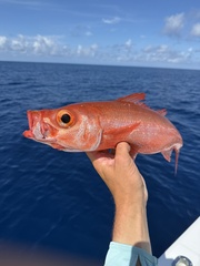 Atlantic Rubyfish photo 2