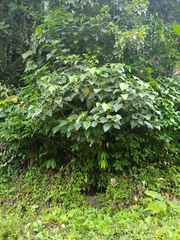 Hampea