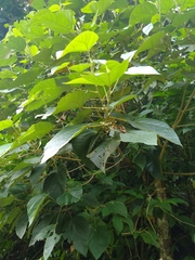 Hampea