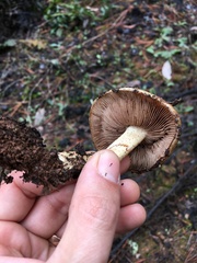 Pholiota brunnescens