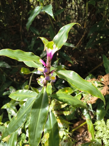 Coleotrype madagascarica (Coleotrype madagascarica)