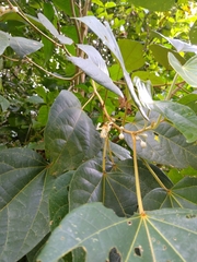 Hampea