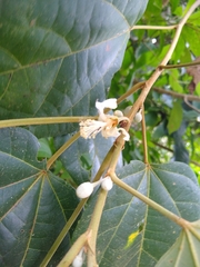 Hampea