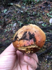 Pholiota brunnescens