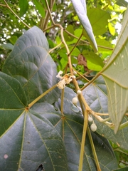 Hampea
