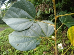 Hampea