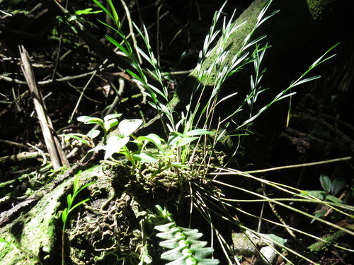 Image of Isochilus linearis by (c) Diogo Luiz, some rights reserved (CC BY)