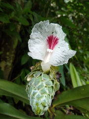 Dimerocostus cryptocalyx