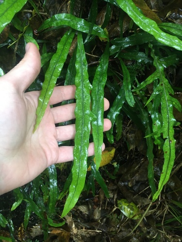 Lecanopteris scandens, photograph 3