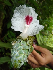 Dimerocostus cryptocalyx