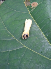 Dimerocostus cryptocalyx