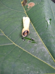 Dimerocostus cryptocalyx