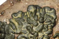 Codium convolutum