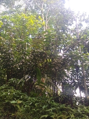 Dimerocostus cryptocalyx