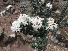 Pimelea nivea