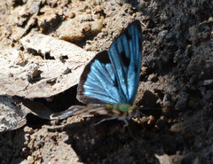 Dynamine postverta mexicana