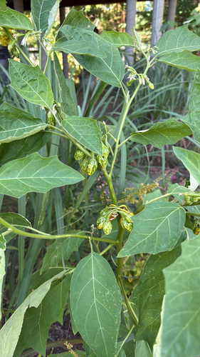 Solanum aethiopicum iNat (2)