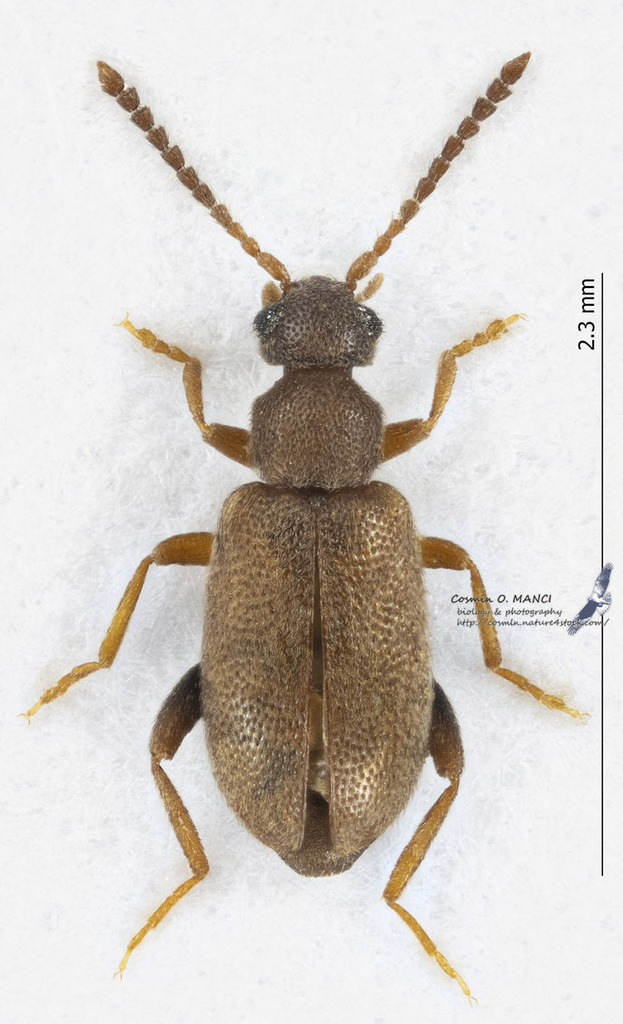 Cobososia