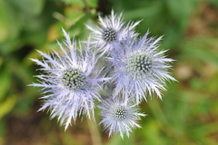 Eryngium alpinum