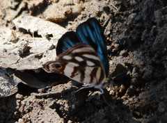 Dynamine postverta mexicana