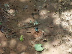 Papilio chrapkowskoides nurettini