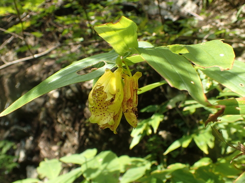 Tricyrtis ishiiana iNat (3)