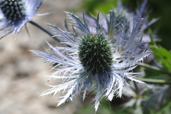 Eryngium alpinum