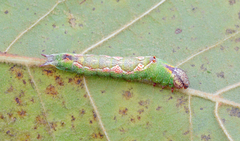 Hyparpax aurora