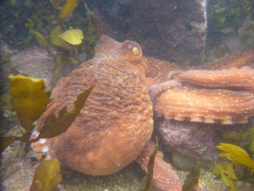 Octopus
