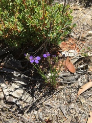 Comesperma calymega