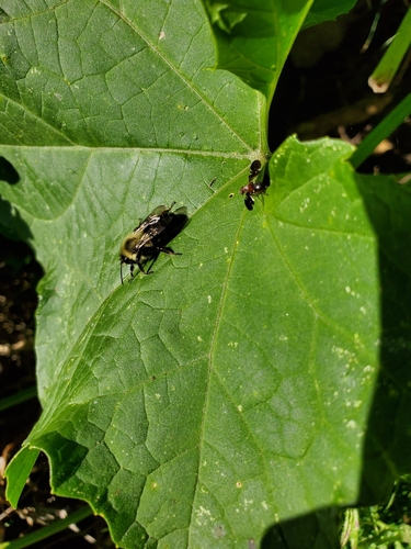 Unknown species found near Maryland, US