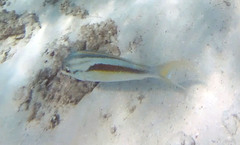 Scolopsis monogramma