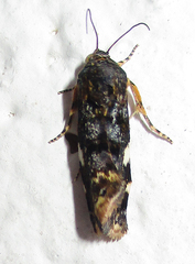 Acontia imitatrix