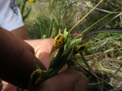 Pterichis habenarioides