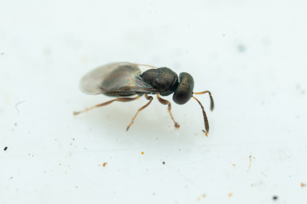 Meraporus graminicola