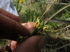 Pterichis habenarioides