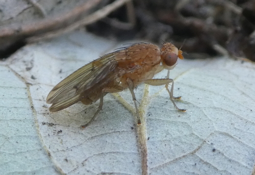 Unknown species found near Michigan, US