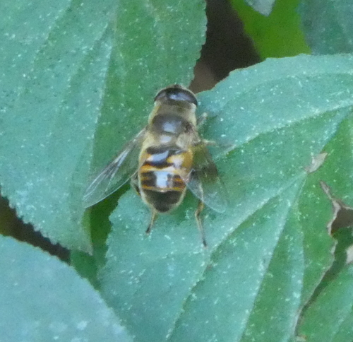 Unknown species found near Michigan, US